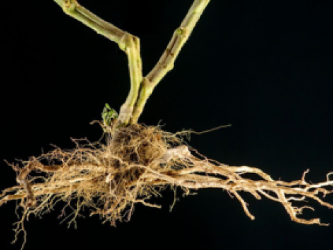 Tomato Rootstock Thumbnail