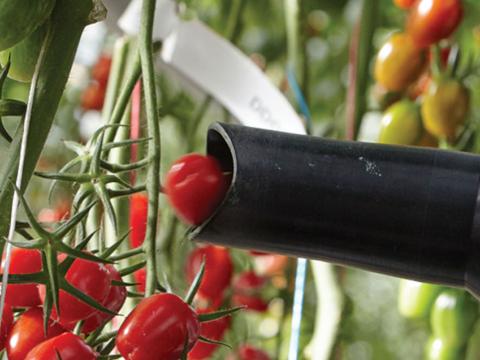 Zrobotyzowany zbiór pomidorów – to możliwe z Syngentą!