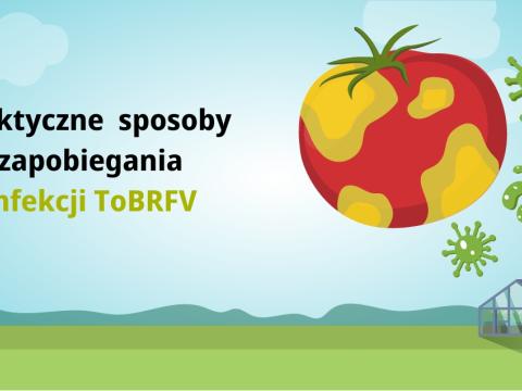 Praktyczne sposoby zapobiegania infekcji ToBRFV
