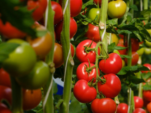 Cluster Tomato Main Image