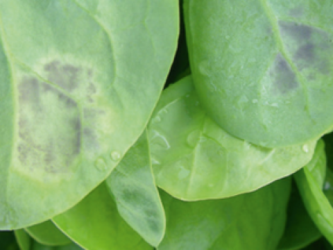 peronospora_285x214.png