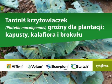 Tantniś krzyżowiaczek groźny dla plantacji: kapusty, kalafiora i brokułu