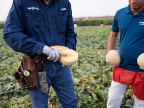 article_cantaloupe_guide_thumbnail_image