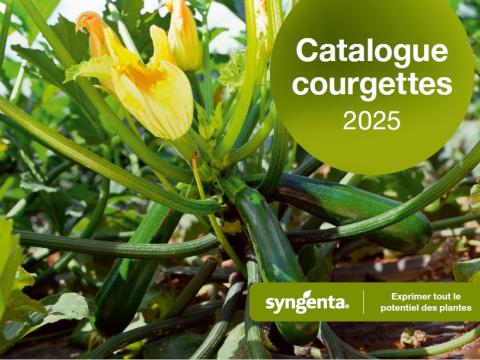 courgette