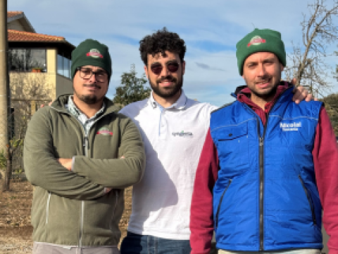 Salatalamacchia-Redix-Pomodoro-da-industria-Syngenta