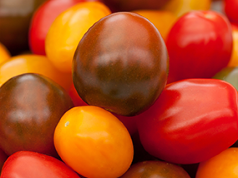 alle_kleuren_snoeptomaten_285x214