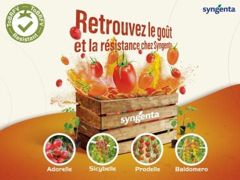  Nouvelles Tomates Syngenta Semences