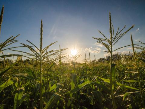 Sweet Corn Field