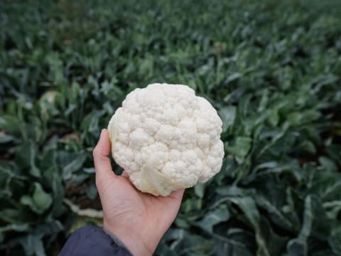 cauliflower