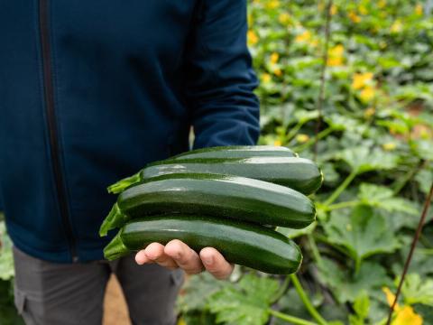 courgette