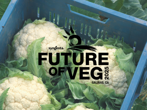 FOV Salinas Cauliflower