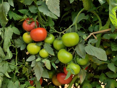 Tomato Open Field