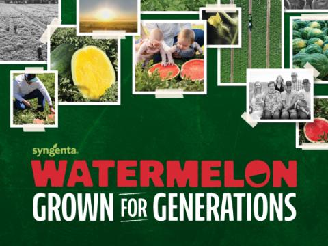 watermelon collage