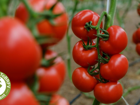 tobrfv tomato