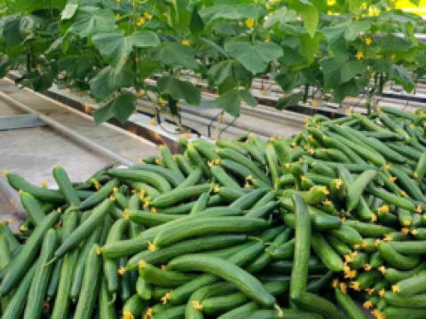 New syngenta thumbnail 285x214 px