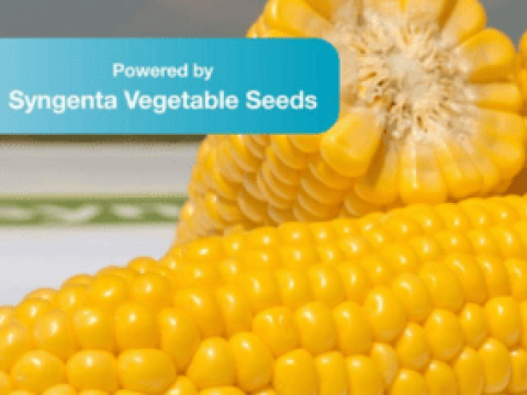New Syngenta thumbnail 285X214
