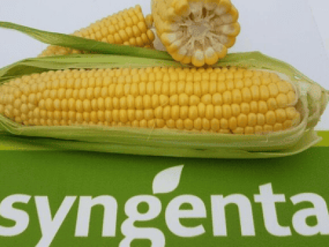 New Syngenta thumbnail 285X214