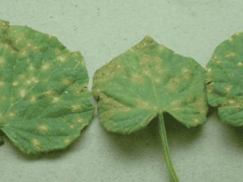 New syngenta thumbnail 285x214