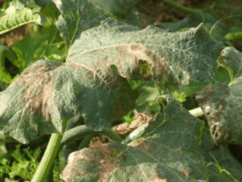 New syngenta thumbnail 285x214