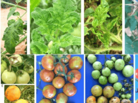 New syngenta thumbnail 285x214