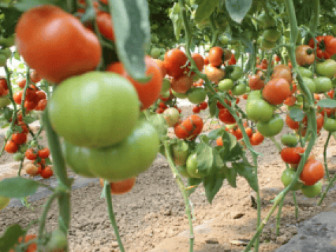 New syngenta thumbnail 285x214