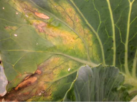 news thumbnail syngenta 