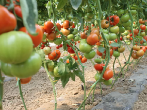 News thumbnail syngenta 285x214 px