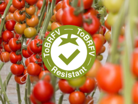 ToBRFV Resistant varieties