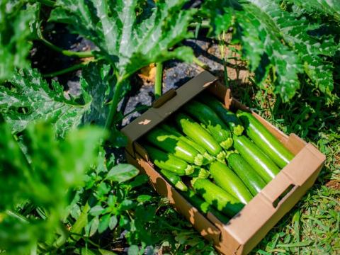 Zucchini in field