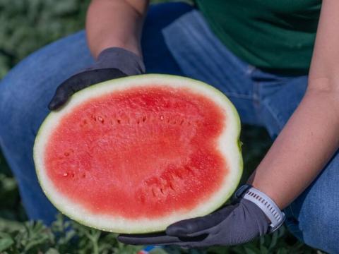watermelon-red