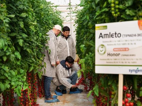 Tomato Rootstock