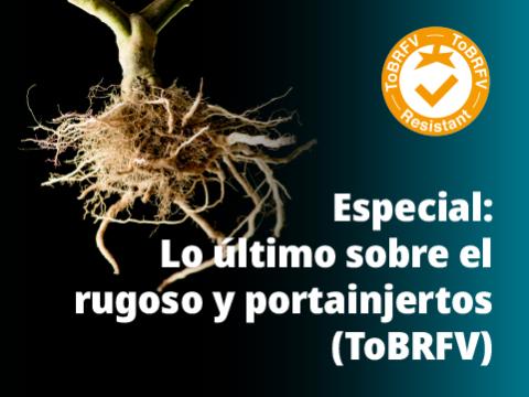 Especial: Lo último sobre rugoso y portainjertos