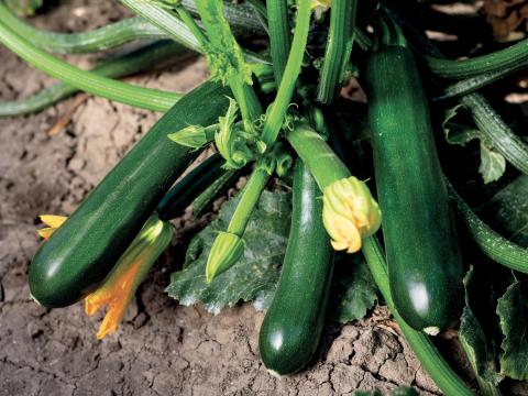 jolly_zucchino