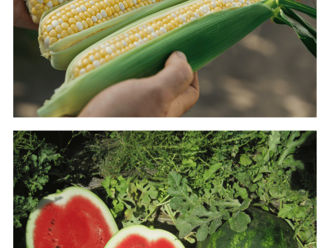 sweet_corn_watermelon