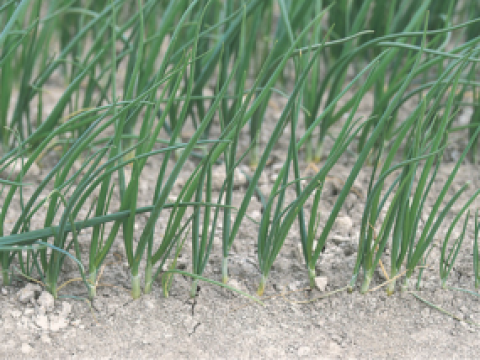 Rows of green onion plants growing in dry soil
