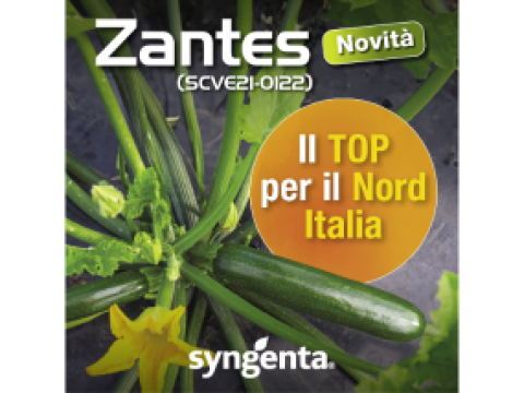 Squash-Zantes-Syngenta