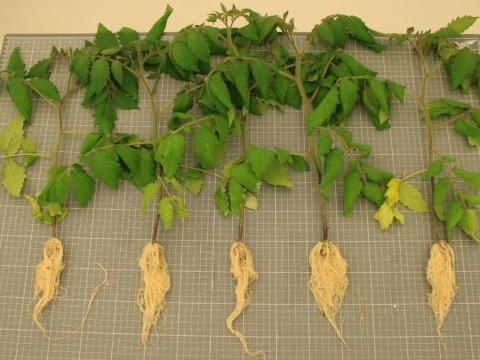Rootstock Study 2026