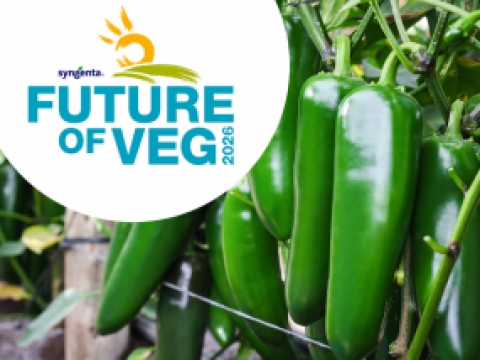 Jalapeno peppers on plant with Syngenta Future of Veg logo displayed on white circle