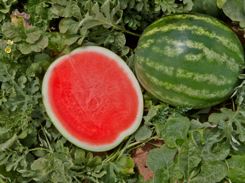 Watermelon | Syngenta Vegetable Seeds Australia