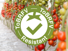 Tomato Brown Rugose Fruit Virus (ToBRFV) Information Center | Syngenta ...