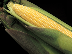 MATRIARCH - Variety Sweet Corn | Syngenta Vegetable Seeds US