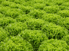 DAVIDOLE - Variety Marul | Syngenta Sebze Tohumları