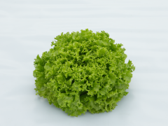 GLORIOLE - Variety Marul | Syngenta Sebze Tohumları