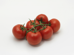 Climbo - Variety Domates | Syngenta Sebze Tohumları