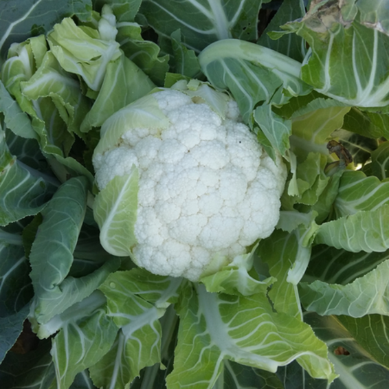 webimage-Cauliflower-AKARA-Greece-20151113_121338.png