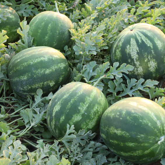 webimage-Watermelon-ROMAN-Greece-3.png