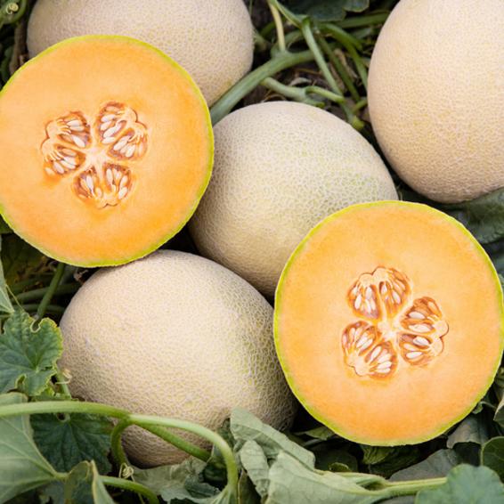 webimage-MS0560-Harvest-Indicator-Trait-cantaloupe-melon-central-america-in-field-HCO113-edit.png
