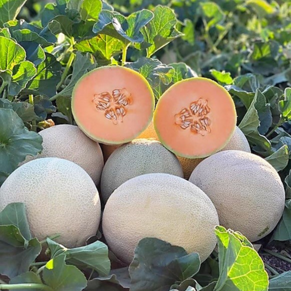webimage-MS0560-Harvest-Indicator-Melon-Yuma-Arizona.png