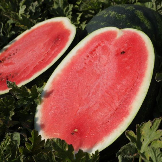 webimage-Watermelon-ROMAN-Greece-2.png