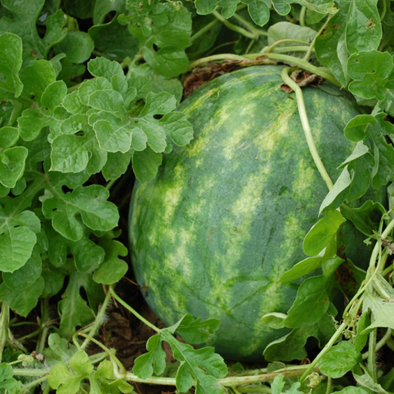 webimage-Fascination-Watermelon.png